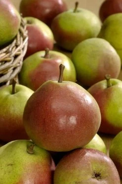 Perenboom (Pyrus Communis 'Zoete Brederode') -Groene Wereld vima04594