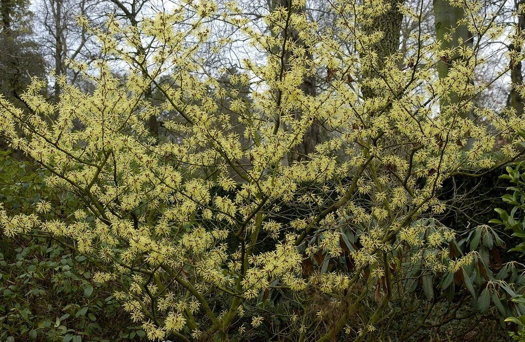 Toverhazelaar (Hamamelis Intermedia 'Arnold Promise') 4 Toverhazelaar (Hamamelis Intermedia 'Arnold Promise') - Afbeelding 2