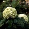 Sneeuwbal (Viburnum Opulus 'Roseum') -Groene Wereld vioroseu 9