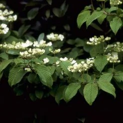 Sneeuwbal (Viburnum Plicatum 'Mariesii') -Groene Wereld vipmarie 10