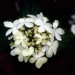 Sneeuwbal (Viburnum Plicatum 'Watanabe') 14 Sneeuwbal (Viburnum Plicatum 'Watanabe') -Groene Wereld vipwatan 8