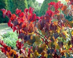 Meerstammige Judasboom (Cercis Canadensis 'Forest Pansy') -Groene Wereld visi08307