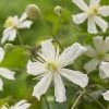 Bosrank (Clematis 'Paul Farges') -Groene Wereld visi104254