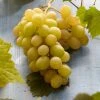 Witte Druif (Vitis Vinifera 'Italia') 2 Witte Druif (Vitis Vinifera 'Italia') -Groene Wereld visi121502