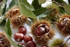 Tamme Kastanje Als Halfstam (Castanea Sativa) 8 Tamme Kastanje Als Halfstam (Castanea Sativa) -Groene Wereld visi121584 1 2