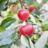Lei-Appel Malus Domestica 'Katja' -Groene Wereld visi153078 1