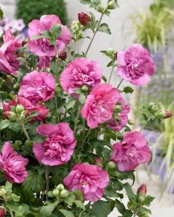 Altheastruik (Hibiscus Syriacus 'Magenta Chiffon') 7 Altheastruik (Hibiscus Syriacus 'Magenta Chiffon') -Groene Wereld visi166899