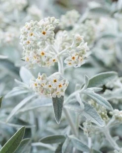 Vlinderstruik (Buddleja 'Silver Anniversary') -Groene Wereld visi185925