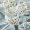 Vlinderstruik (Buddleja 'Silver Anniversary') -Groene Wereld visi185927