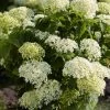 Hortensia (Hydrangea 'BellaRagazza Limetta') -Groene Wereld visi191877 1