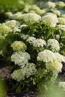 Hortensia (Hydrangea 'BellaRagazza Limetta')