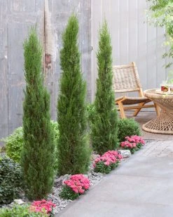 Italiaanse Cypres (Cupressus Sempervirens 'Stricta') -Groene Wereld visi198162 1