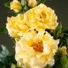 Heesterroos (Rosa 'Lichtkönigin Lucia' ®) -Groene Wereld visi35268