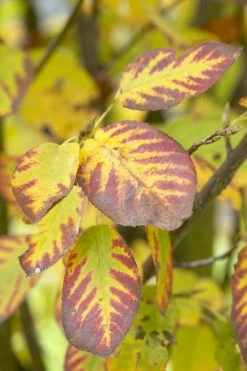 Dwerg Krentenboompje (Amelanchier Spicata) -Groene Wereld visi48397