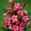 Smalbladige Oleander (Nerium Oleander 'Papa Gambetta')