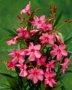Smalbladige Oleander (Nerium Oleander 'Papa Gambetta')