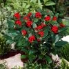 Skimmia (Skimmia Japonica 'Olympic Flame') -Groene Wereld visi66678