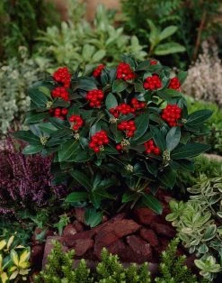 Skimmia (Skimmia Japonica 'Olympic Flame') 5 Skimmia (Skimmia Japonica 'Olympic Flame') -Groene Wereld visi66679