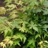 Japanse Esdoorn (Acer Palmatum 'Bi Hoo') -Groene Wereld visi69011