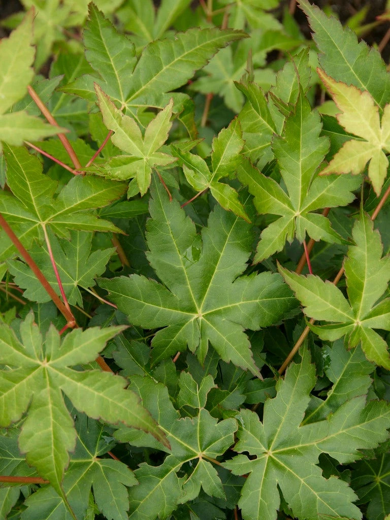 Japanse Esdoorn (Acer Palmatum 'Bi Hoo') 4 Japanse Esdoorn (Acer Palmatum 'Bi Hoo') - Afbeelding 2