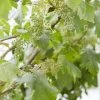 Muskaatdruif (Vitis Vinifera ‘Moscato Bianco’) 2 Muskaatdruif (Vitis Vinifera ‘Moscato Bianco’) -Groene Wereld vitis 1 1