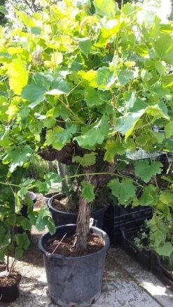Druif, Op Stam (Vitis Vinifera) -Groene Wereld vitis op stam01