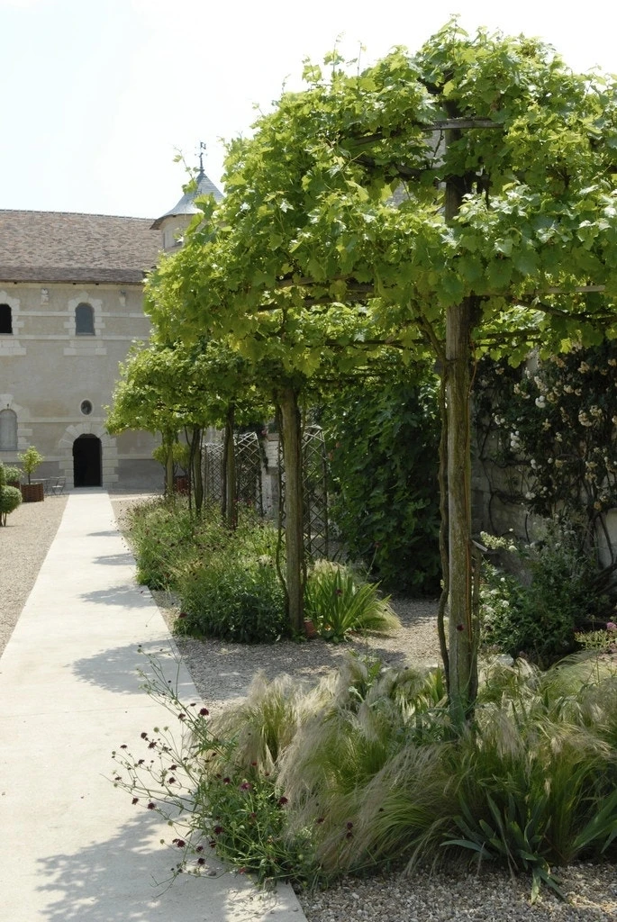 Druif Als Dakboom (Vitis Vinifera) 3 Druif Als Dakboom (Vitis Vinifera)