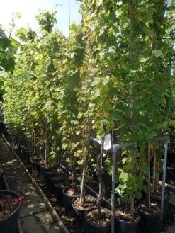 Druif, Op Stam (Vitis Vinifera) -Groene Wereld vitis vinifera 200 250 300 c20