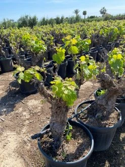 Druif, Op Stam (Vitis Vinifera) -Groene Wereld vitis vinifera 25l