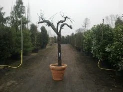 Druif, Op Stam (Vitis Vinifera) -Groene Wereld vitis vinifera 30 40 c200 solitair extra