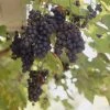 Muskaatdruif (Vitis Vinifera ‘Moscato D’Amburgo’ ) -Groene Wereld vitis vinifera boskoop glory 1