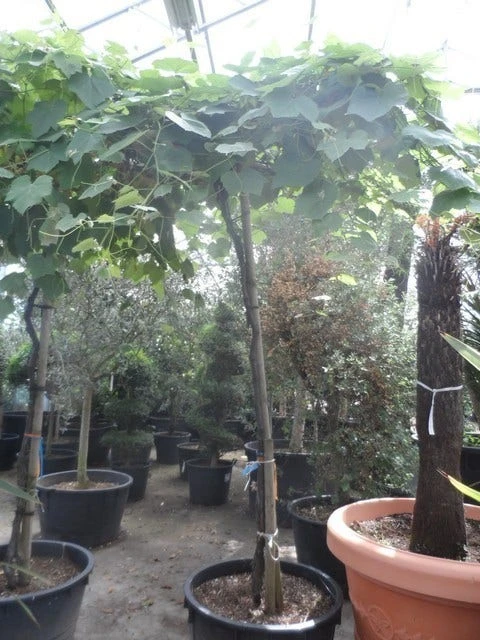 Druif Als Dakboom (Vitis Vinifera) 5 Druif Als Dakboom (Vitis Vinifera) - Afbeelding 3