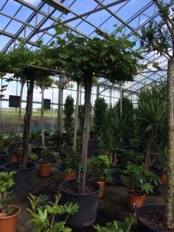 Druif Als Dakboom (Vitis Vinifera) 13 Druif Als Dakboom (Vitis Vinifera) -Groene Wereld vitis vinifera dakvorm stam 220cm