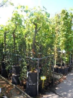 Druif, Op Stam (Vitis Vinifera) -Groene Wereld vitis vinifera halfstam 12 14 16