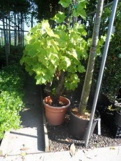 Druif, Op Stam (Vitis Vinifera) -Groene Wereld vitis vinifera oude stam c25