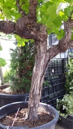 Druif, Op Stam (Vitis Vinifera) -Groene Wereld vitisopstam03