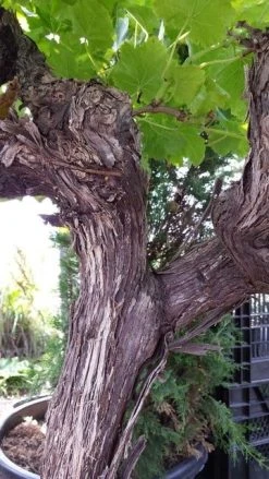 Druif, Op Stam (Vitis Vinifera) -Groene Wereld vitisopstam05