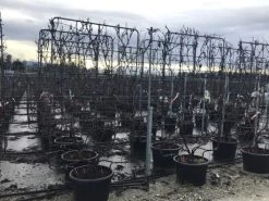 Druif Als Leivorm (Vitis Vinifera 'Red Globe')