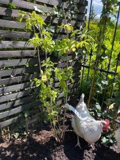 Vlier (Sambucus Nigra) 8 Vlier (Sambucus Nigra) -Groene Wereld vlier sambucus nigra