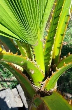 Washingtonia (Washingtonia Robusta) -Groene Wereld washingtoniarobusta04 1