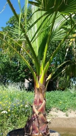 Washingtonia (Washingtonia Robusta) -Groene Wereld washingtoniarobusta07 1