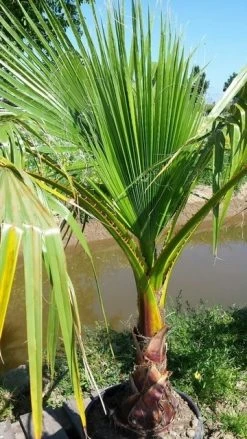 Washingtonia (Washingtonia Robusta) -Groene Wereld washingtoniarobusta09 1