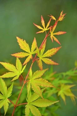 Japanse Esdoorn (Acer Palmatum 'Sangokaku') -Groene Wereld wep 5072 sangokaku 1