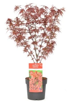 Japanse Esdoorn (Acer Palmatum 'Shaina') -Groene Wereld wep 8772