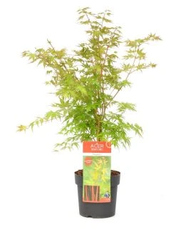 Japanse Esdoorn (Acer Palmatum 'Sangokaku') -Groene Wereld wep 8839sangokaku 1