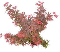 Japanse Esdoorn (Acer Palmatum 'Shaina') -Groene Wereld wep 9888
