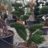Taxus Als Bonsai (Taxus Baccata) -Groene Wereld whatsapp image 2021 10 04 at 11.54.17 1