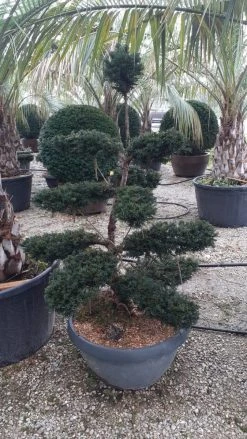 Taxus Als Bonsai (Taxus Baccata) 9 Taxus Als Bonsai (Taxus Baccata) -Groene Wereld whatsapp image 2021 10 04 at 11.54.47