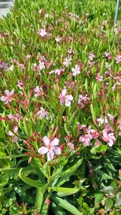 Roze Oleander (Nerium Oleander) 15 Roze Oleander (Nerium Oleander) -Groene Wereld whatsapp image 2022 06 09 at 10.59.18 am