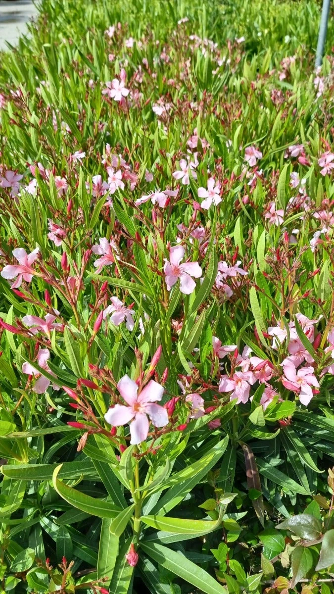 Roze Oleander (Nerium Oleander) 9 Roze Oleander (Nerium Oleander) - Afbeelding 7